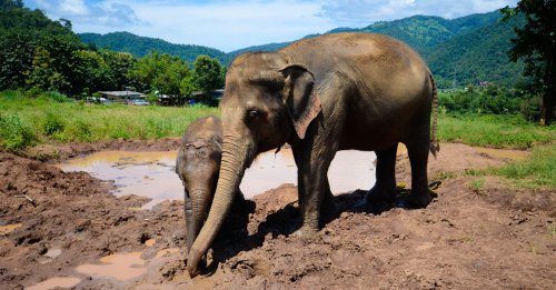 Prírodný sloní park v Chiang Mai