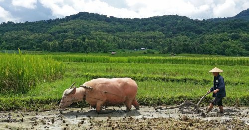 Laos - poľnohospodárstvo