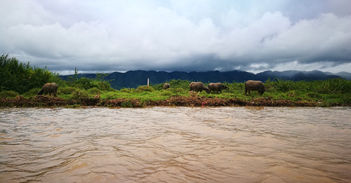 Byvoly - jazero Inle - Mjanmarsko