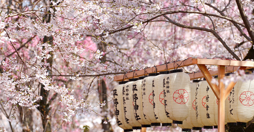 Kvety stromu sakura v Japonsku