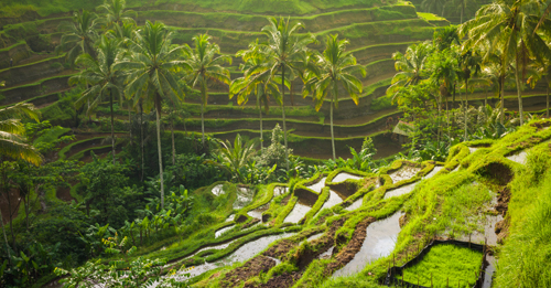 Príroda na ostrove Bali