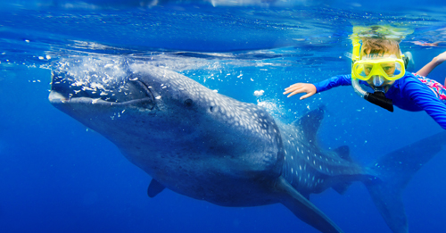Selfie so žralokom veľrybím na ostrove Cebu