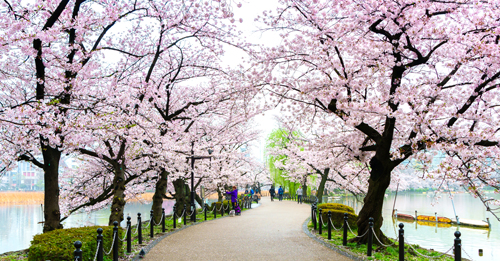 Park Ueno v Tokiu