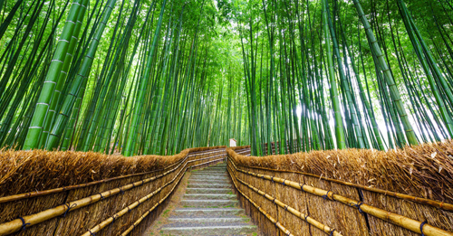 Bambusový les Arashiyama v Japonsku