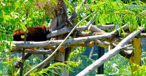 Maruyama Zoo